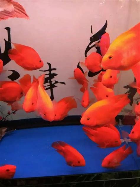 血鸚鵡飼料推薦|血鸚鵡魚品種及飼養介紹 – 寵物百科